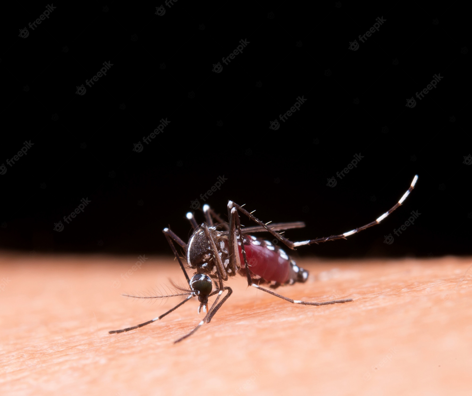https://www.nepalminute.com/uploads/posts/mosquito_1150-7964-dengue - freepik1663655150.jpg